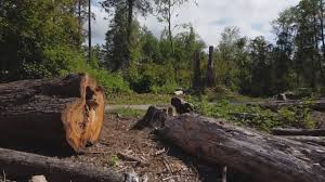 Best Firewood Processing and Delivery  in Selma, TX