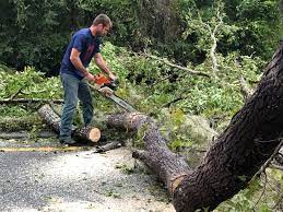 Best Hedge Trimming  in Selma, TX