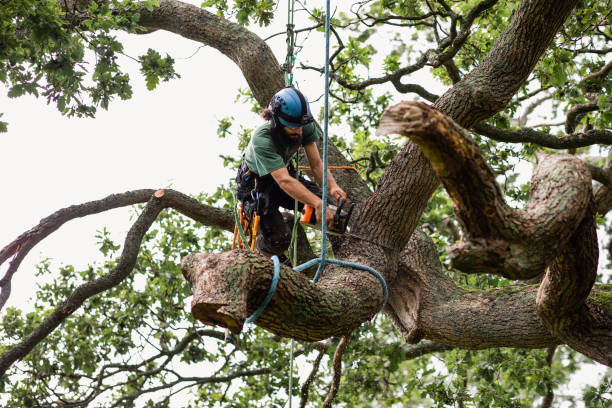 Best Fruit Tree Pruning  in Selma, TX