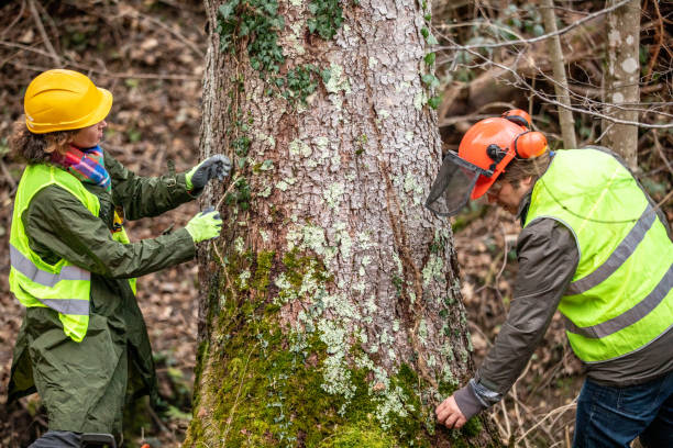 Best Arborist Consultation Services  in Selma, TX