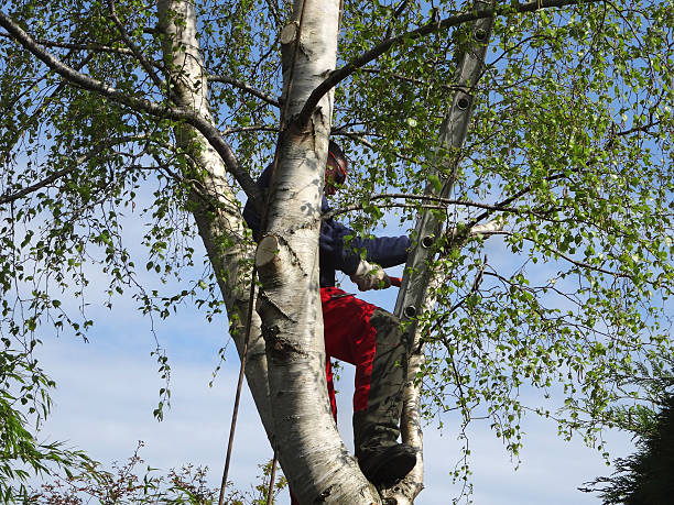 Best Tree Removal  in Selma, TX